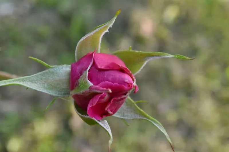 خرید و قیمت غنچه گل محمدی خشک