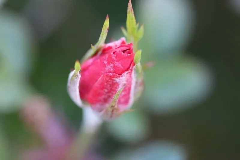 خرید و قیمت غنچه گل محمدی خشک