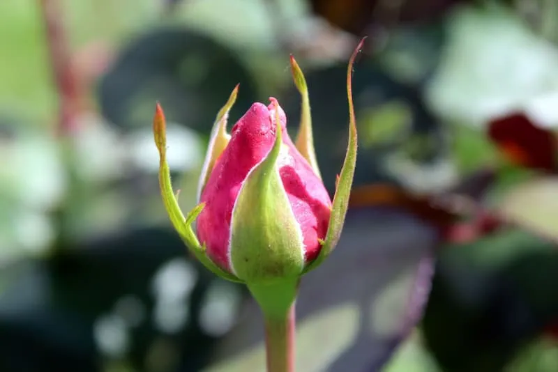 خرید و قیمت غنچه گل محمدی خشک